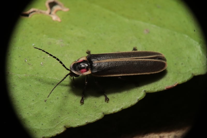Firefly Serenade
