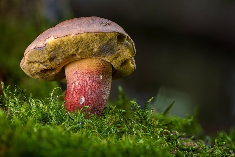 Wild Mushrooms